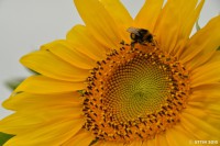 /album/%e5%a4%8f/a1-24-jpg/